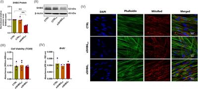 Sex hormone-binding globulin promotes the osteogenic differentiation potential of equine adipose-derived stromal cells by activating the BMP signaling pathway